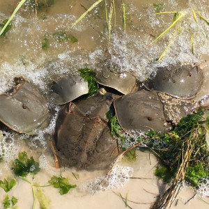 Photo: Florida Horseshoe Crab Watch