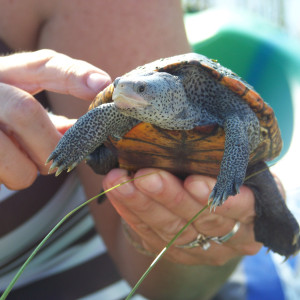 Photo: Diamondback Terrapin Monitoring
