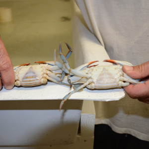Photo: Crab Shedding