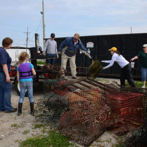 Photo; Crab Trap Rodeos