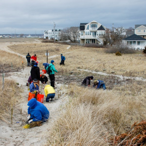 Photo: Dune Restoration and Research