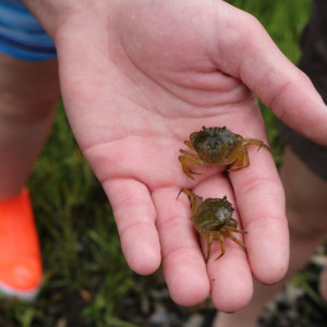 Photo: Green Crab Surveys