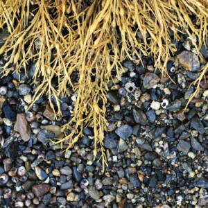 Photo: Rockweed Phenology