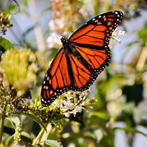 Photo: Monarch Monitoring