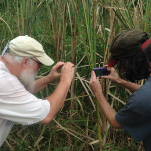 Photo: Pennsylvania Amphibian and Reptile Survey