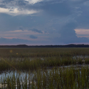Photo: From Seeds to Shoreline