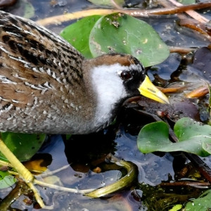Photo: Texas Master Naturalist Chaper