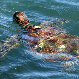 Photo: iSeaTurtle