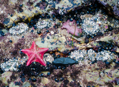 A sea star in water