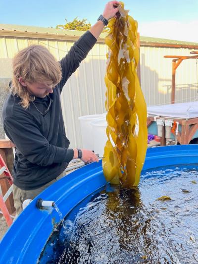A cultured “bonsai” kelp individual with reproductive structures visible as darker patches in the blades. Photo credit: Andrew Kim