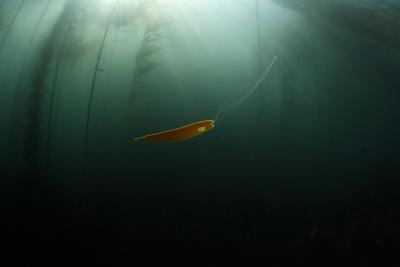 A bull kelp sorus (reproductive structure) drifting in a California kelp forest. Photo credit: Abbey Dias.