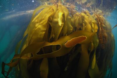 A bull kelp blade with reproductive areas (sori) naturally releasing. Photo credit: Abbey Dias.