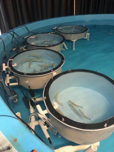 Scientists study the metabolic rates of Pacific sardines in respirometry chambers.