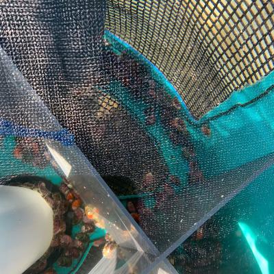 Photo depicts the juvenile abalone holding enclosures on the shellfish side of the tank. Overflowing water flowed down the drain on the abalone side. Courtesy of Scott Hamilton.