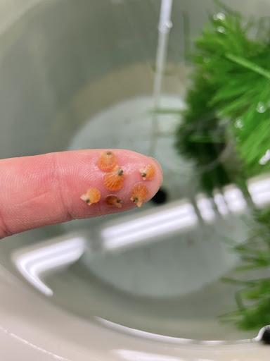 Juvenile rock scallops. Courtesy of Luke Gardner.