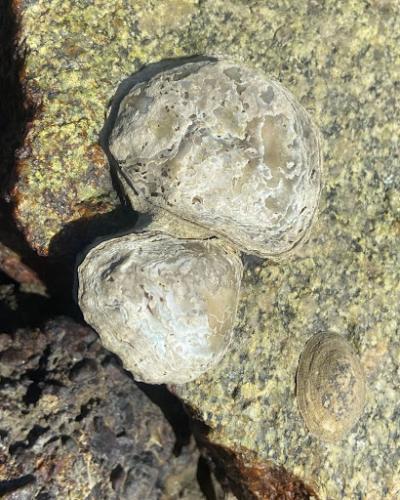 two olympia oysters on a rock