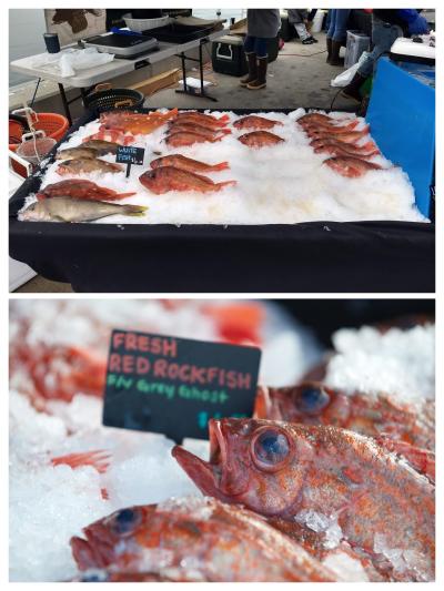 Several rockfish and white fish are sitting on a bed of ice being sold at a local fish market.