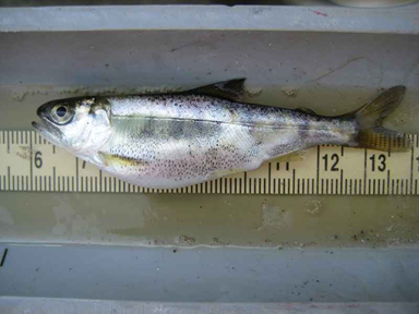 A juvenile Chinook salmon with a swollen belly lays on a table with a tape measure showing it is about 8 inches long.