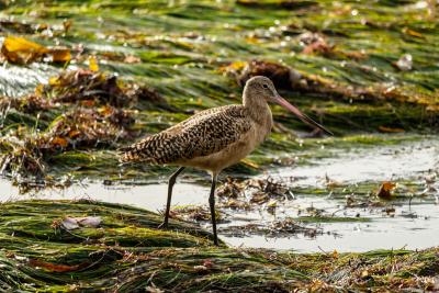 Marbled Godwit pauses among patches of eelgrass at low tide in Laguna Beach, California. 