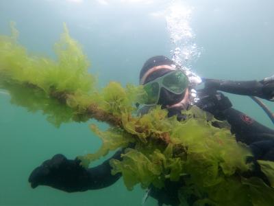 Underwater seaweed production