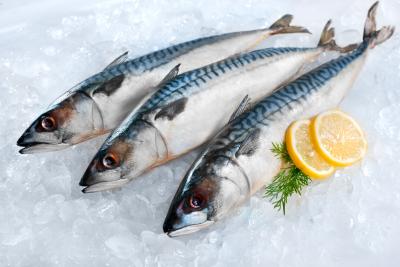 Fresh mackerel on ice.