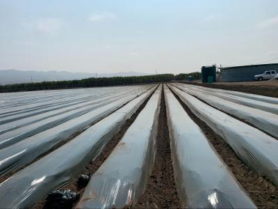 Totally Impermeable Fumigation Film (TIFF) in field.