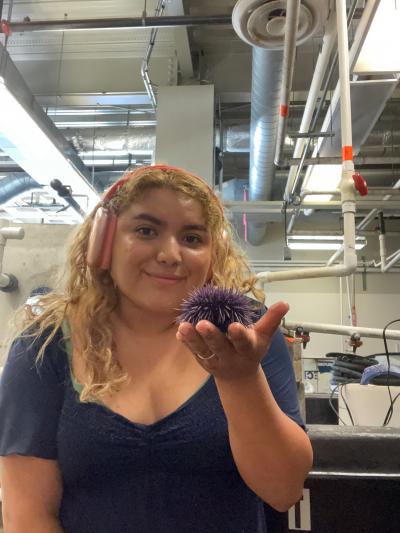 CA-SURE intern Ivanna Arrizon Elizarraras holds a Pacific sea urchin under her care. Courtesy of Ivanna Arrizon Elizarraras.