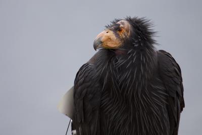 A wild condor