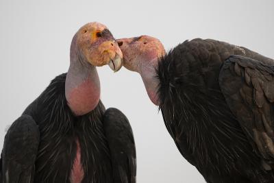 Two condors