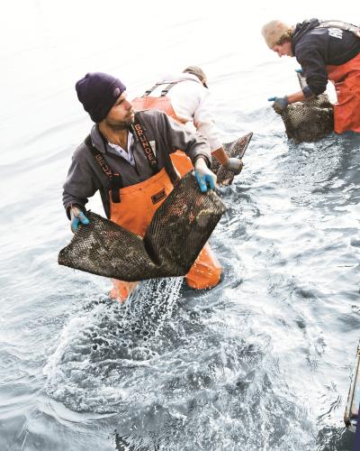 Person in water holding oyster bag. Courtesy of Hog Island Oyster Co.