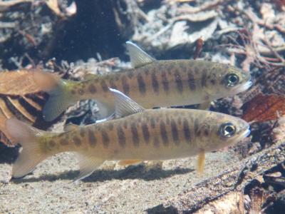 Coho salmon young-of-year observed during a snorkeling survey of Kidd Creek, a tributary to the Russian River.