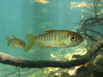 Juvenile coho