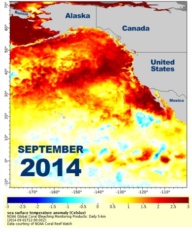 Sea surface temperature anomaly maps show temperatures above normal in orange and red