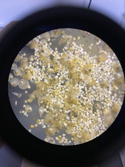 Freshly hatched oysters are only a little bigger than a grain of sand