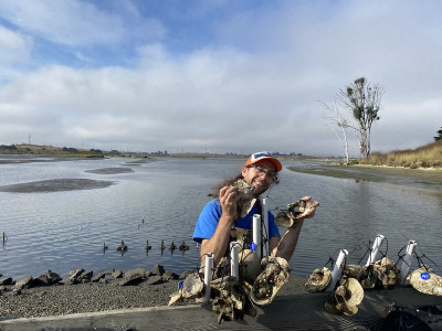 Jacob Harris with baby Olympia Oysters that have attached to old shells and are ready to be outplanted.