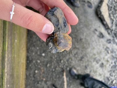Wild juvenile oysters 