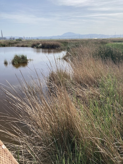 Panorama shot of the Delta