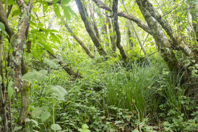 Mouralherwaqh forest landscape