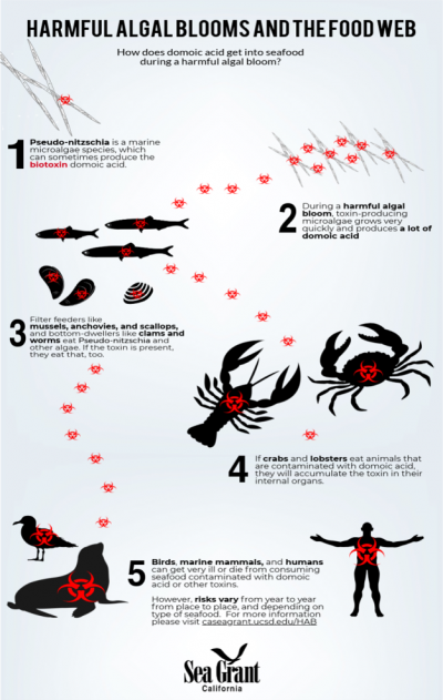 HAB-foodweb graphic