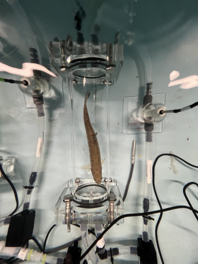 A brook trout during a respirometry experiment