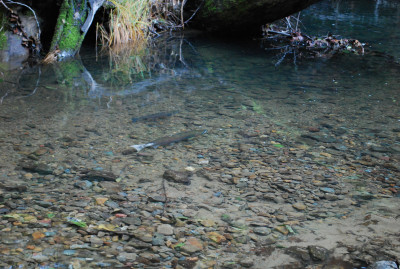 A large Coho hen (female) whose tail has been worn white from digging the large redd that surrounds her