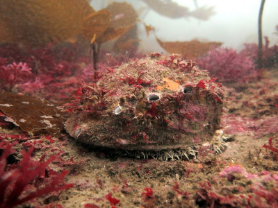 A white abalone in the wild. Photo credit: Athena Maguire, CDFW.