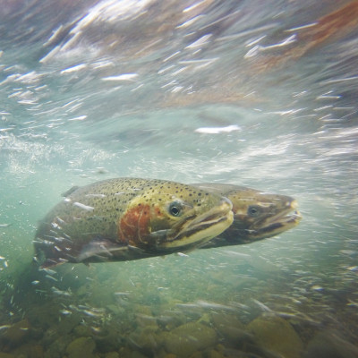 pair of adult steelhead trout_will boucher