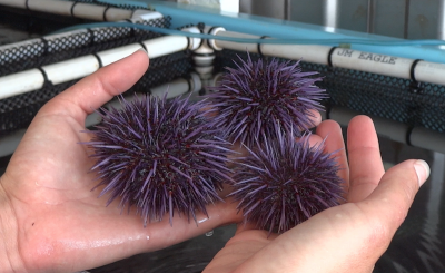 Purple urchins