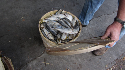 bucket of finfish for wholesale