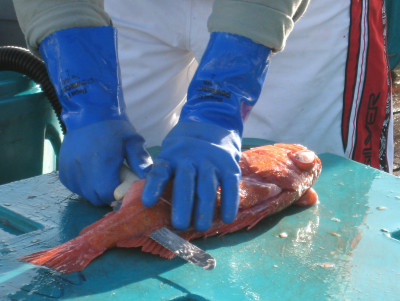 gloved hands filleting a fish