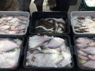 seafood on ice