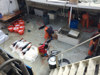 aerial view of crew processing fish on deck