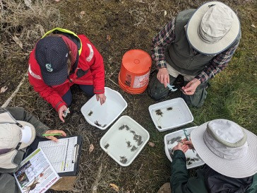 Volunteers measure crabs in white tubs while sitting on the grass.