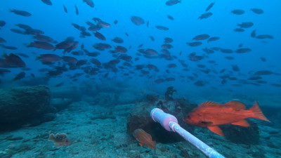 BRUV underwater taking photos in south La Jolla State Marine Reserve (SMR)